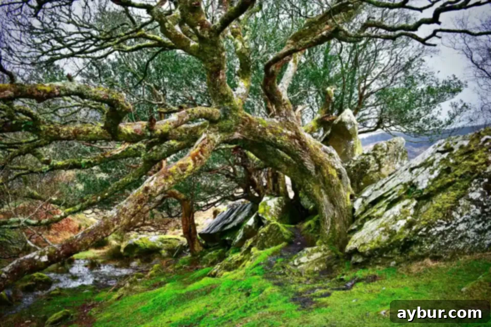 Green Festivities 3 Moss Covered Tree at Lookout on Ring of Kerry
Photo by KendellKreations