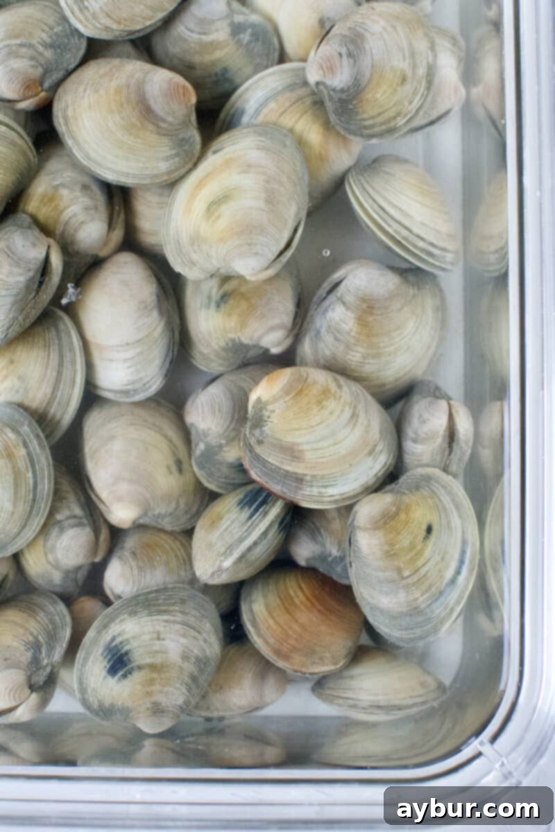 Linguine with Clams 5 Fresh littleneck clams submerged in a bowl of cool water, demonstrating the essential purging process to release sand and grit from their shells before cooking.