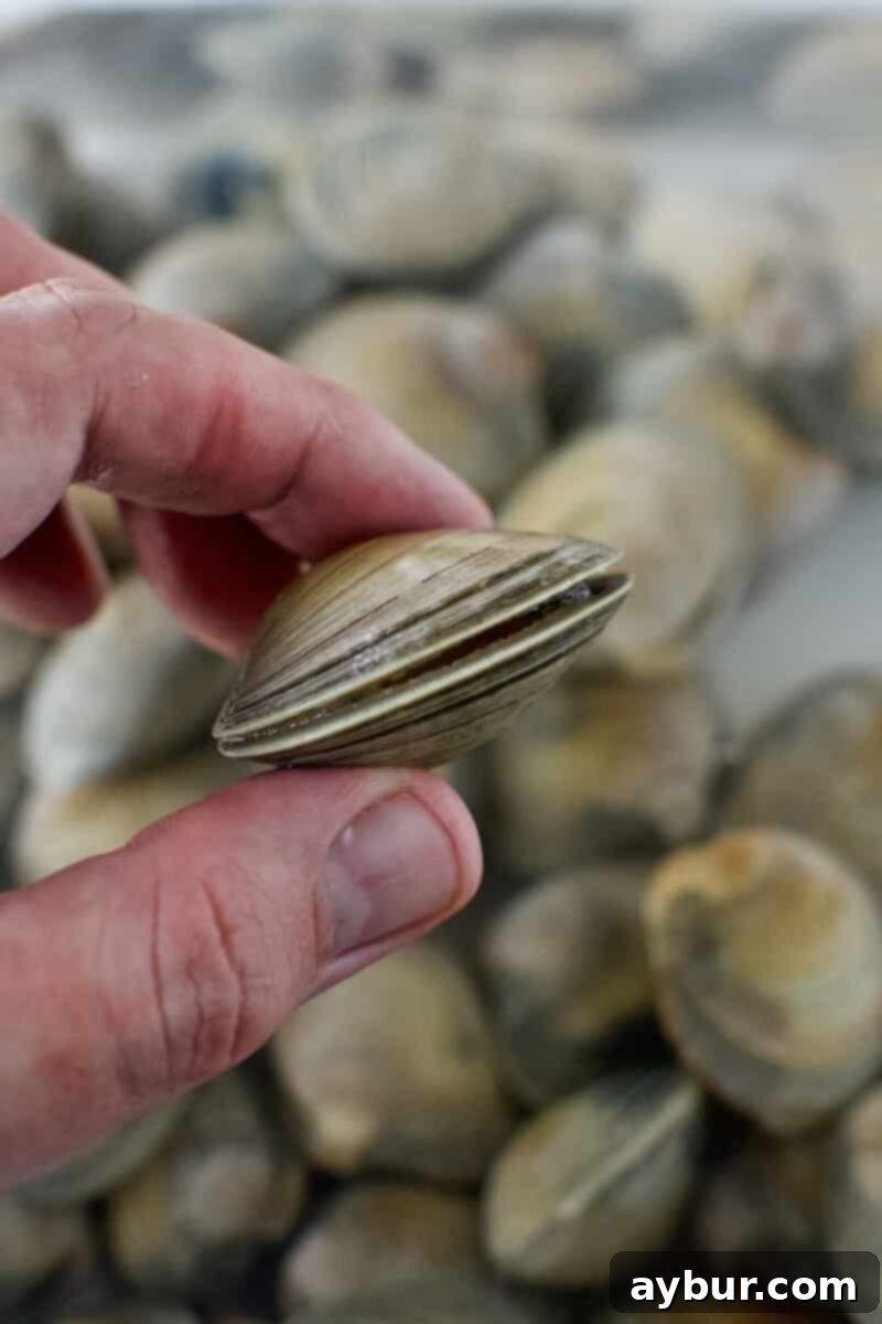 Linguine with Clams 7 A close-up image showing a clam slightly open, illustrating how they appear before being handled or cooked, indicating they are alive and breathing.