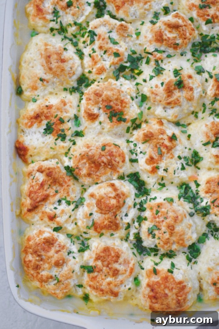 A freshly baked Chicken and Biscuits casserole, golden brown and bubbly, garnished with vibrant fresh parsley, straight out of the oven.