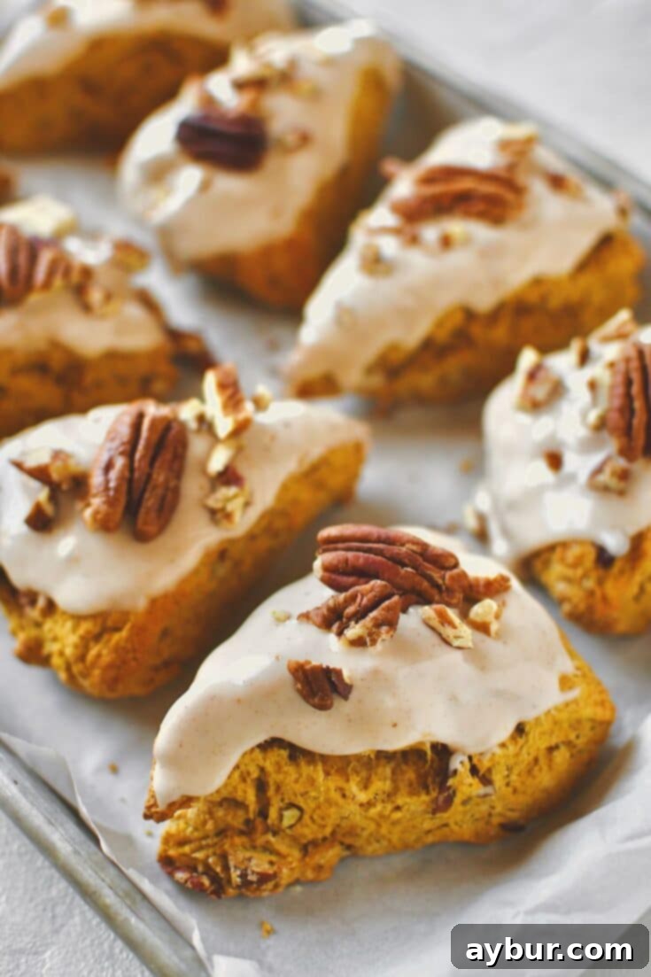 Pumpkin Scones, on a tray, topped with maple glaze and chopped pecans, ready to eat.